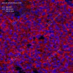 Anti-NF-κB p65 Mouse mAb - 50 µL