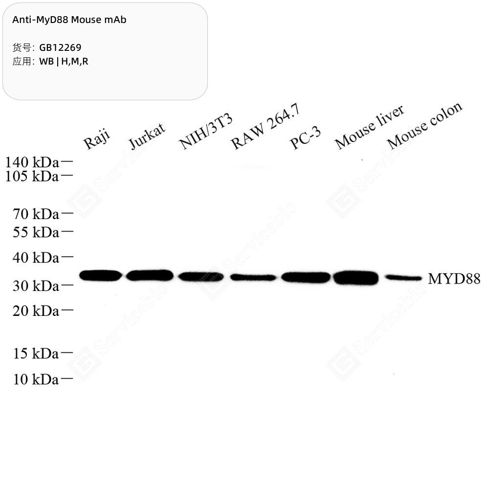 Anti-MyD88 Mouse mAb - 50 µL