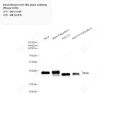 Recombinant Anti-IKB alpha...