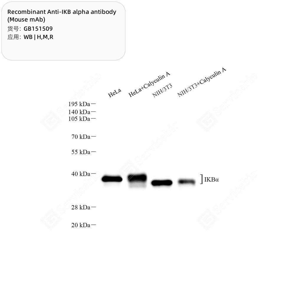 Recombinant Anti-IKB alpha antibody (Mouse mAb) - 100 µL