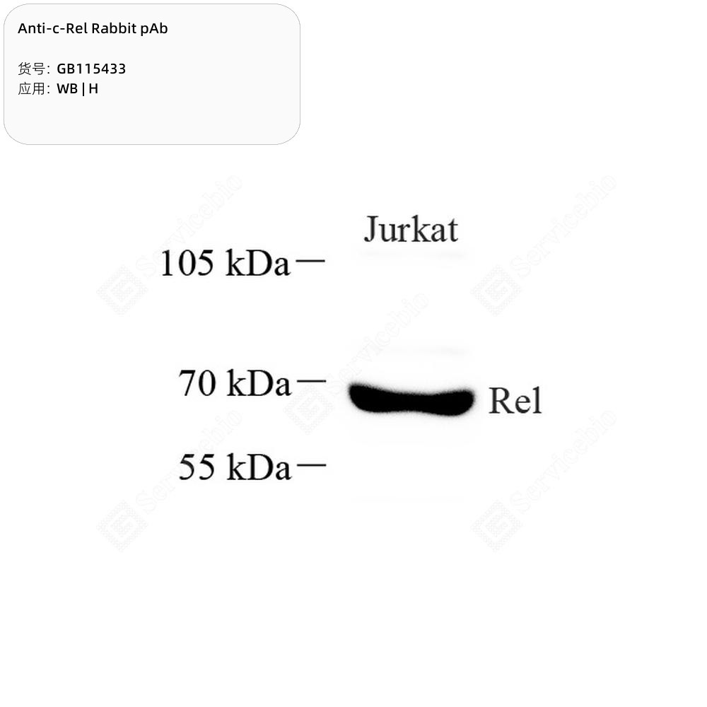 Anti-c-Rel Rabbit pAb - 50 µL