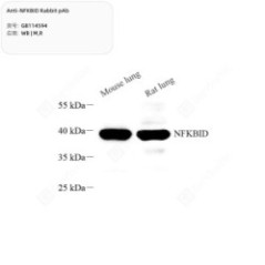 Anti-NFKBID Rabbit pAb - 50 µL