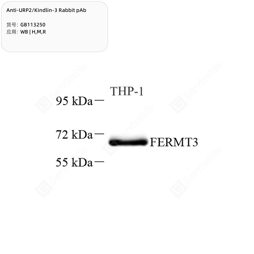 Anti-URP2/Kindlin-3 Rabbit pAb - 50 µL