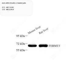 Anti-URP2/Kindlin-3 Rabbit pAb - 50 µL