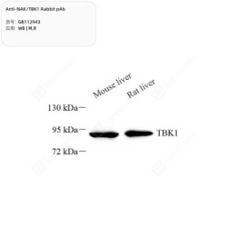 Anti-NAK/TBK1 Rabbit pAb - 50 µL