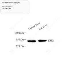 Anti-NAK/TBK1 Rabbit pAb -...
