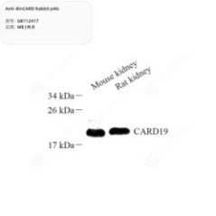 Anti-BinCARD Rabbit pAb -...