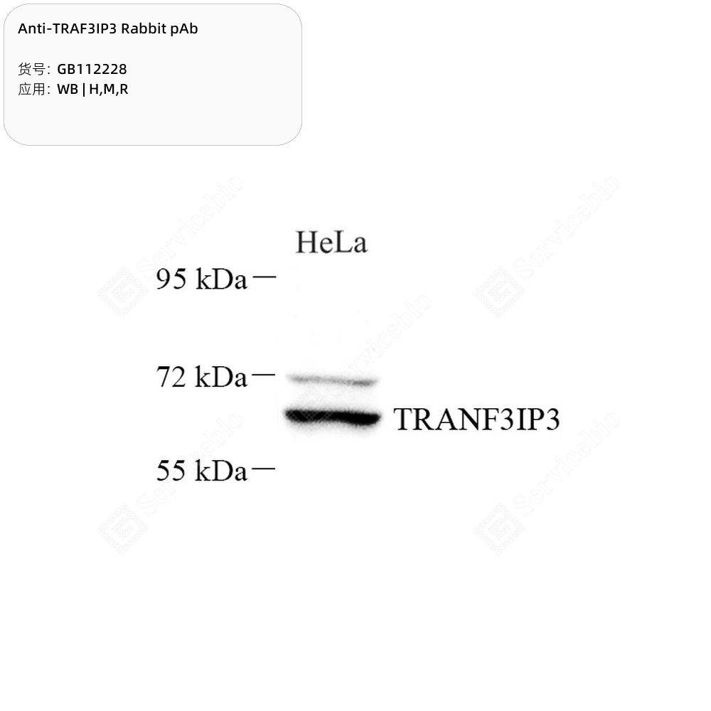 Anti-TRAF3IP3 Rabbit pAb - 50 µL