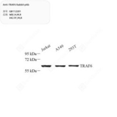 Anti-TRAF6 Rabbit pAb - 50 µL