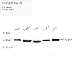 Anti-NF-κB p65 Mouse mAb - 50 µL