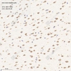 Anti-AZI2 Rabbit pAb - 50 µL