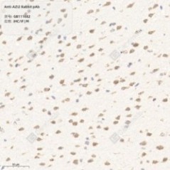 Anti-AZI2 Rabbit pAb - 50 µL