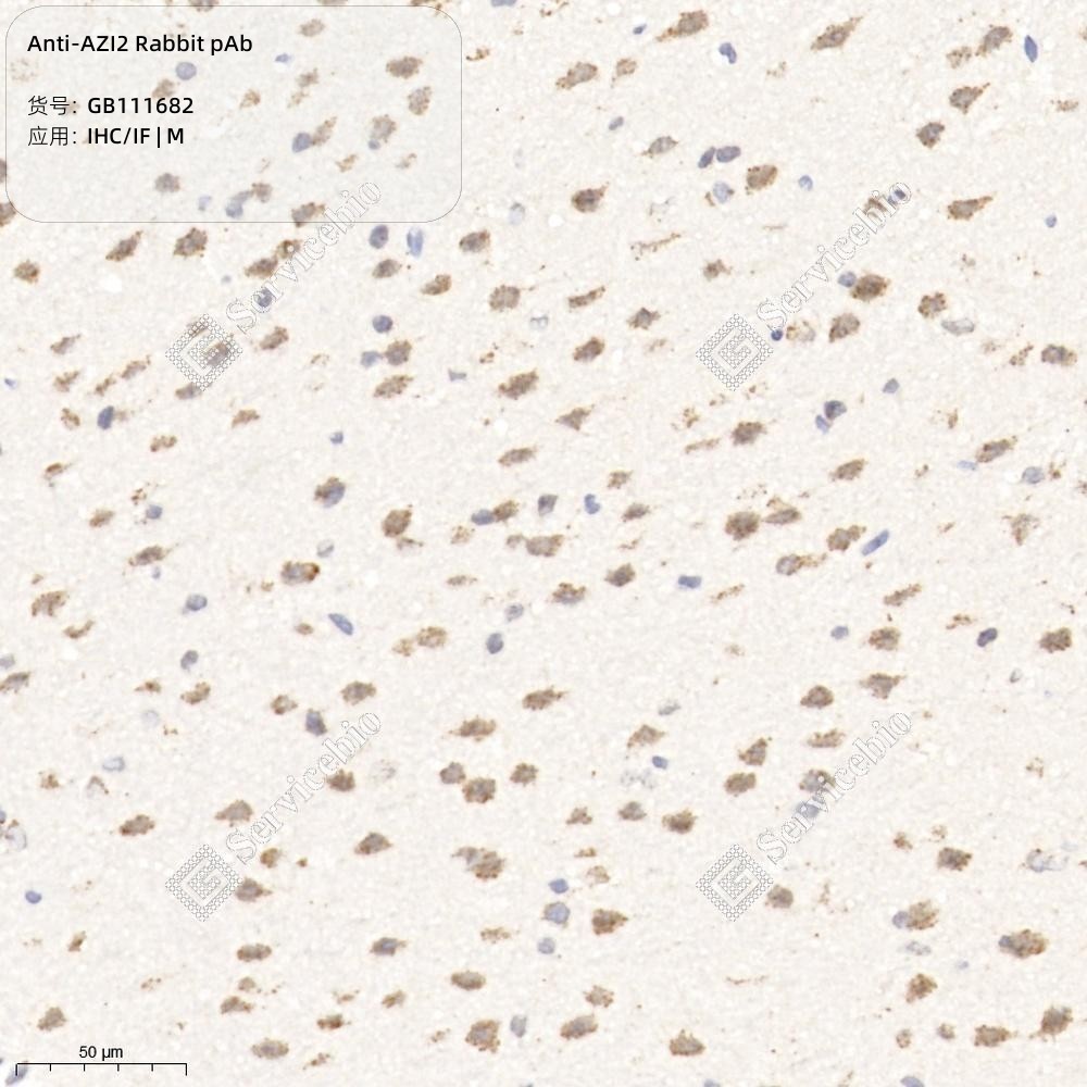 Anti-AZI2 Rabbit pAb - 50 µL