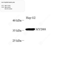 Anti-MyD88 Rabbit pAb - 50 µL