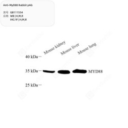 Anti-MyD88 Rabbit pAb - 50 µL