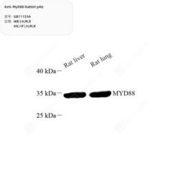 Anti-MyD88 Rabbit pAb - 50 µL
