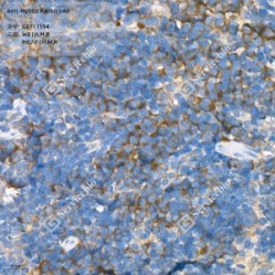 Anti-MyD88 Rabbit pAb - 50 µL