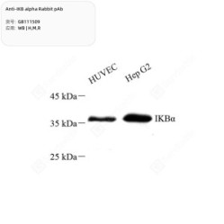 Anti-IKB alpha Rabbit pAb - 50 µL