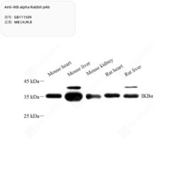 Anti-IKB alpha Rabbit pAb - 50 µL