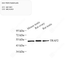 Anti-TRAF2 Rabbit pAb - 50 µL