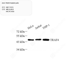 Anti-TRAF4 Rabbit pAb - 50 µL