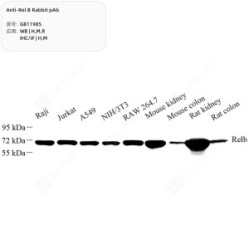 Anti-Rel B Rabbit pAb - 50 µL