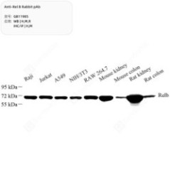 Anti-Rel B Rabbit pAb - 50 µL