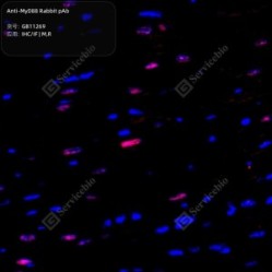 Anti-MyD88 Rabbit pAb - 50 µL