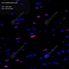 Anti-MyD88 Rabbit pAb - 50 µL