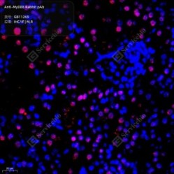 Anti-MyD88 Rabbit pAb - 50 µL