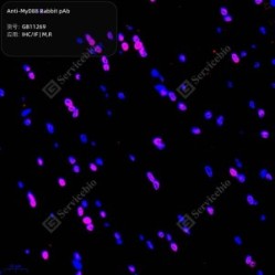 Anti-MyD88 Rabbit pAb - 50 µL