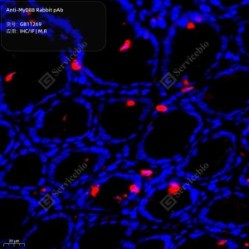 Anti-MyD88 Rabbit pAb - 50 µL