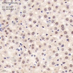 Anti-Rel B Rabbit pAb - 50 µL