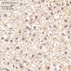 Anti-Rel B Rabbit pAb - 50 µL
