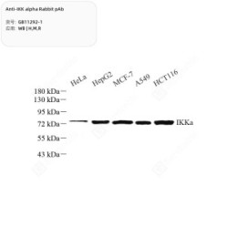 Anti-IKK alpha Rabbit pAb - 50 µL