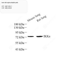 Anti-IKK alpha Rabbit pAb - 50 µL