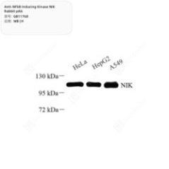 Anti-NFkB Inducing Kinase...