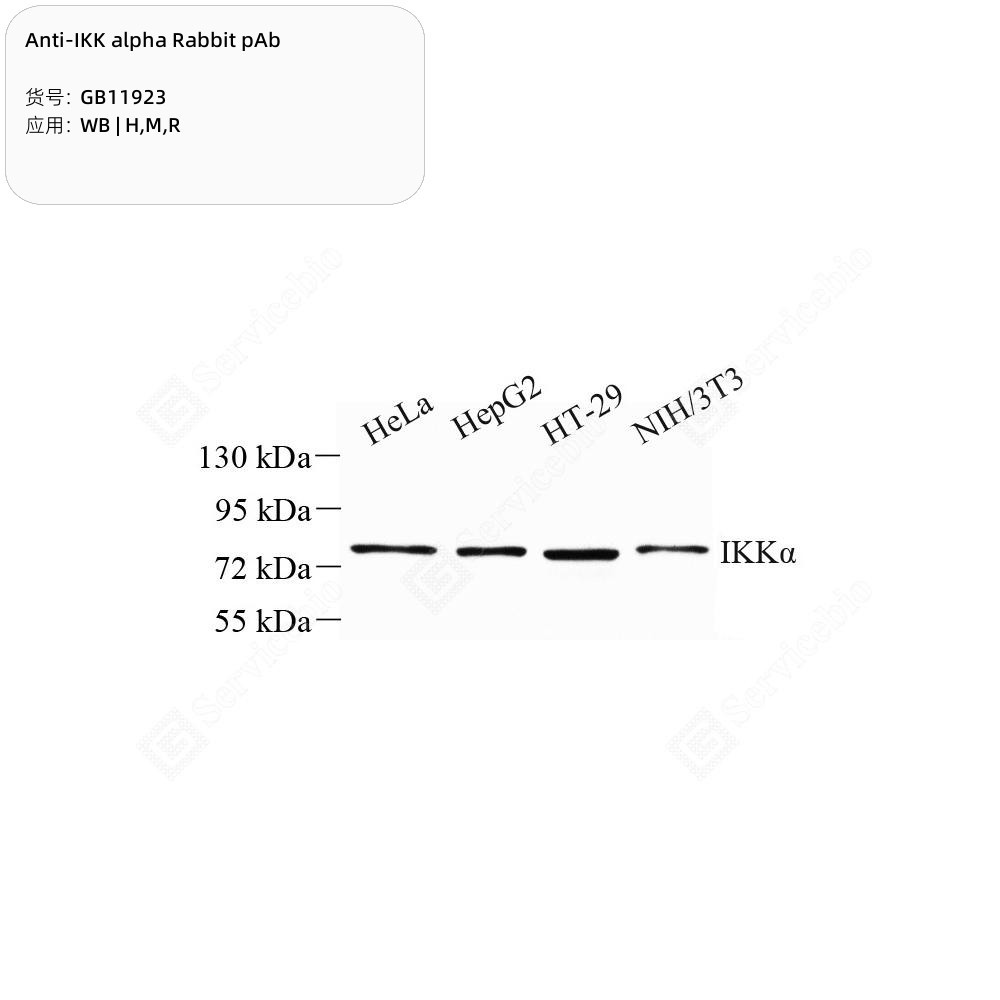 Anti-IKK alpha Rabbit pAb - 50 µL