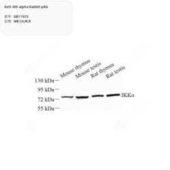 Anti-IKK alpha Rabbit pAb - 50 µL