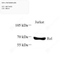 Anti-c-Rel Rabbit pAb - 100 µL
