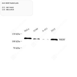 Anti-NKRF Rabbit pAb - 100 µL