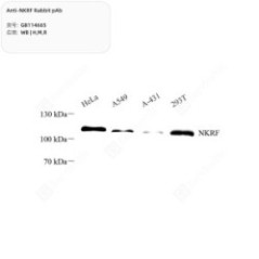 Anti-NKRF Rabbit pAb - 100 µL