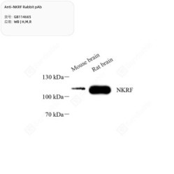 Anti-NKRF Rabbit pAb - 100 µL