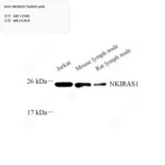 Anti-NKIRAS1 Rabbit pAb -...