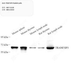 Anti-TRAF3IP3 Rabbit pAb - 100 µL