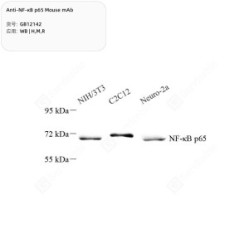 Anti-NF-κB p65 Mouse mAb - 100 µL