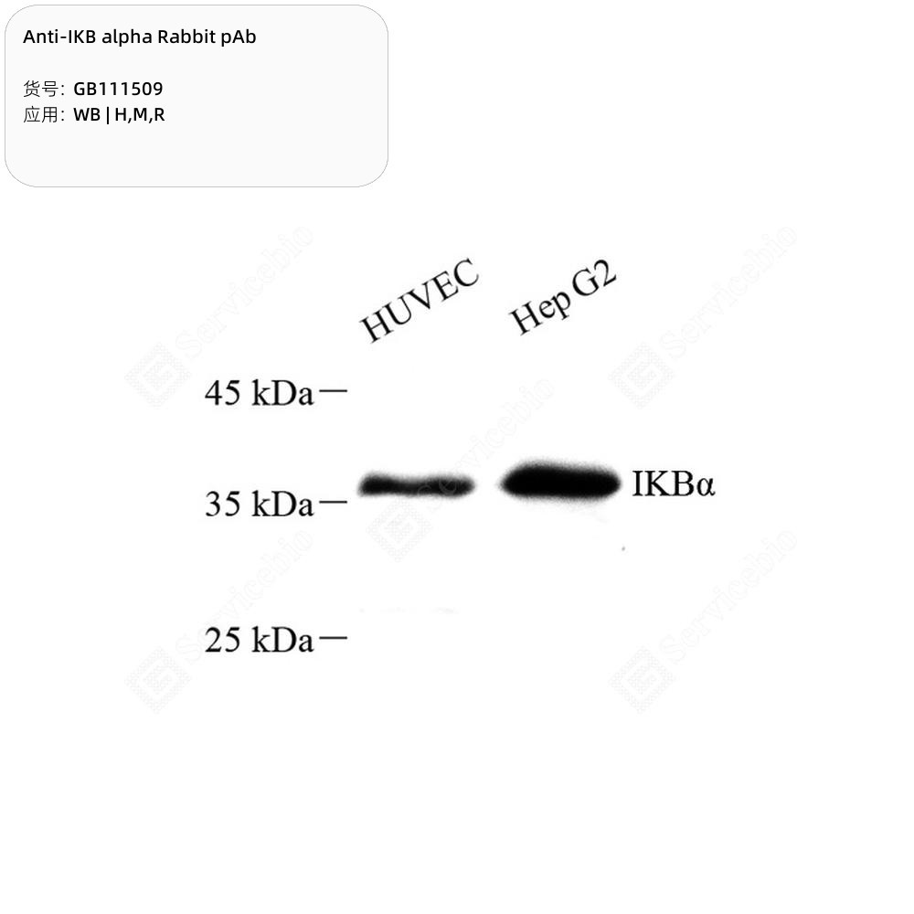 Anti-IKB alpha Rabbit pAb - 100 µL