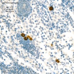 Anti-TRAF4 Rabbit pAb - 100 µL
