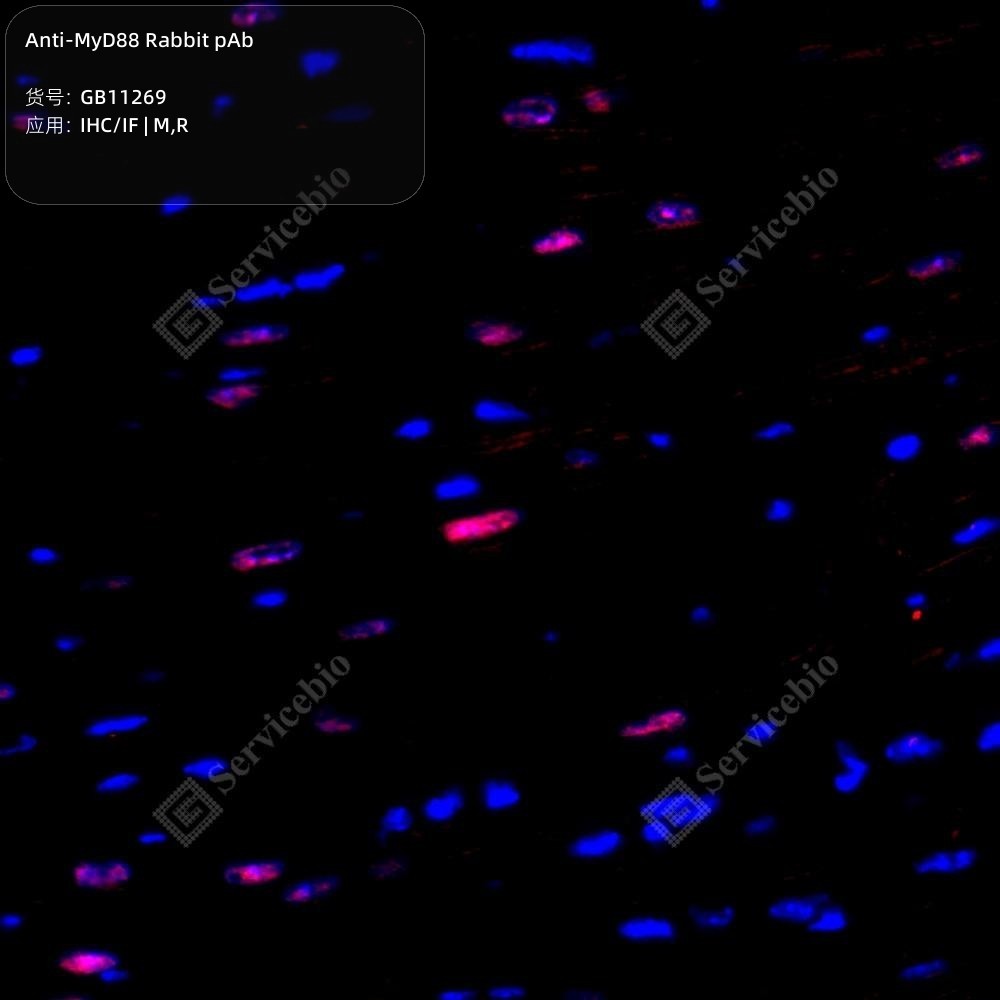 Anti-MyD88 Rabbit pAb - 100 µL