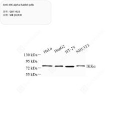 Anti-IKK alpha Rabbit pAb -...